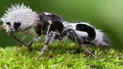 10 animals you won't believe exist