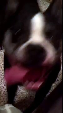 Un chien avec le sens du rythme