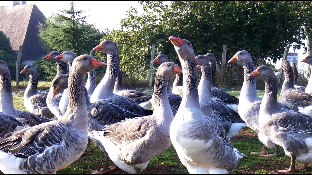 Pierre Plassard et son carpaccio de foie gras pour les fêtes de fin d'année