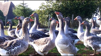 Pierre Plassard et son carpaccio de foie gras pour les fêtes de fin d'année