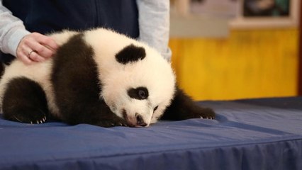 Bei Bei sleeps through big media debut