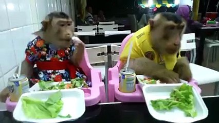 Two monkeys at fast food
