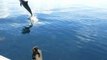 Spinner Dolphins Jump Off Bow of Dive Boat