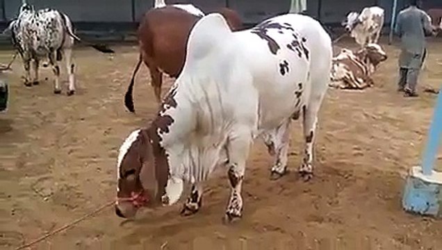 Cow Cattle Farm in Karachi 2015 White N Brown Cow Bakra Mandi Pakistan