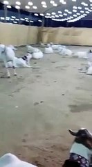 Bakra Mandi Karachi 2015