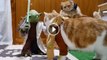 Yoda training the Jedi cats