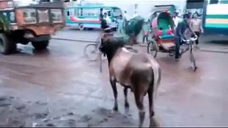 The Most dangerous Bull Dhaka,Bangladesh in 2015