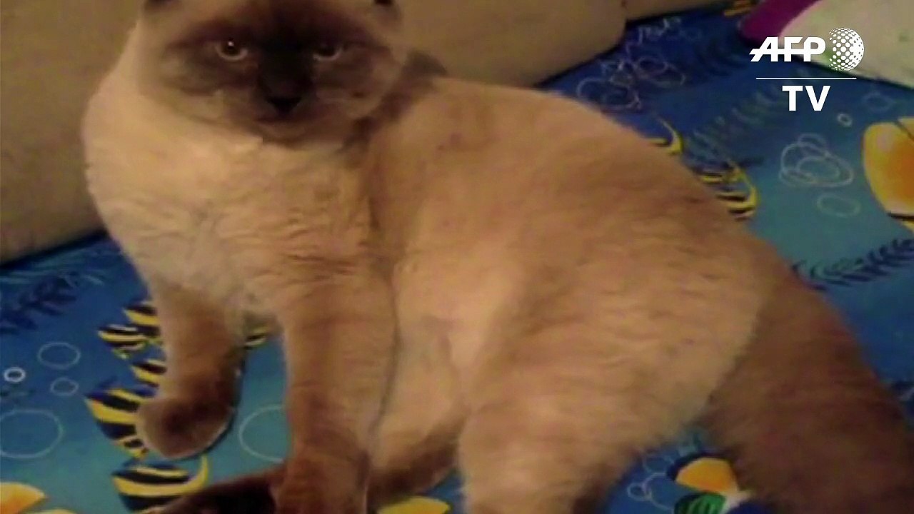 Katze soll Bürgermeister in sibirischer Stadt werden