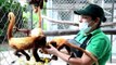 Trafficked monkeys released back into wild in Colombia