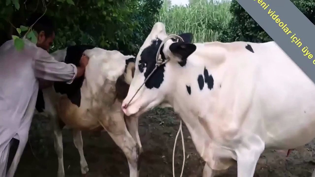 Çiftleşeyemen Öküz!! Çok istekli inek!