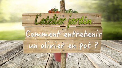 Comment surfacer les oliviers en pot ?