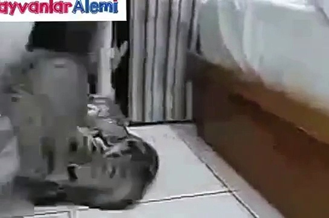 Hayvanlar Alemi - Çizmeli değil Cilveli Kedi