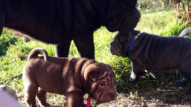 Shar Pei Lusty Blue & Lovely Chocolate du Bois de l'Altaïr - 4 semaines
