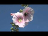 Desaparecen las abejas y con ellas nuestra vida en la Tierra