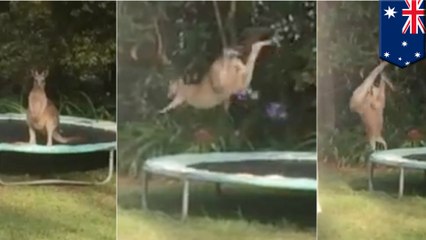 Kangaroo on trampoline gets its bounce on, but falls flat on the dismount