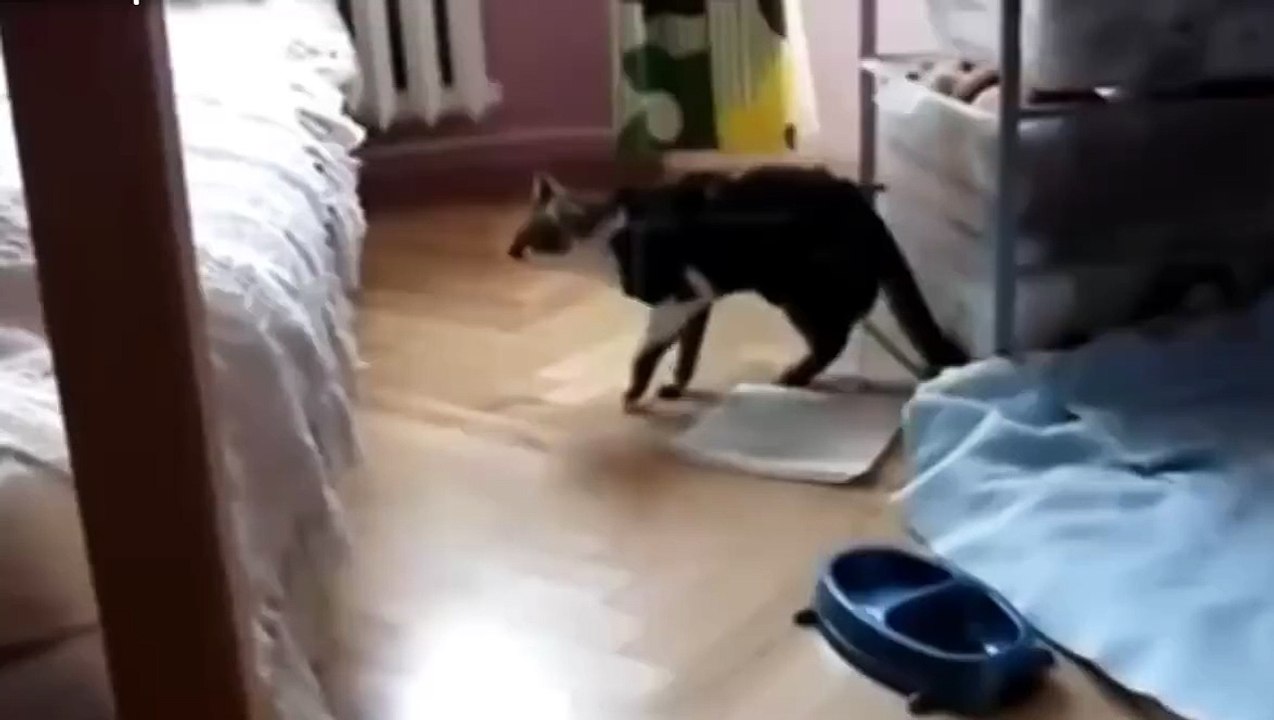 funny cat falls