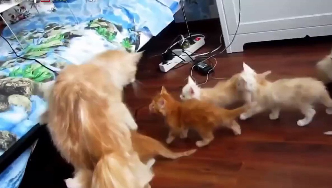 funny CAT