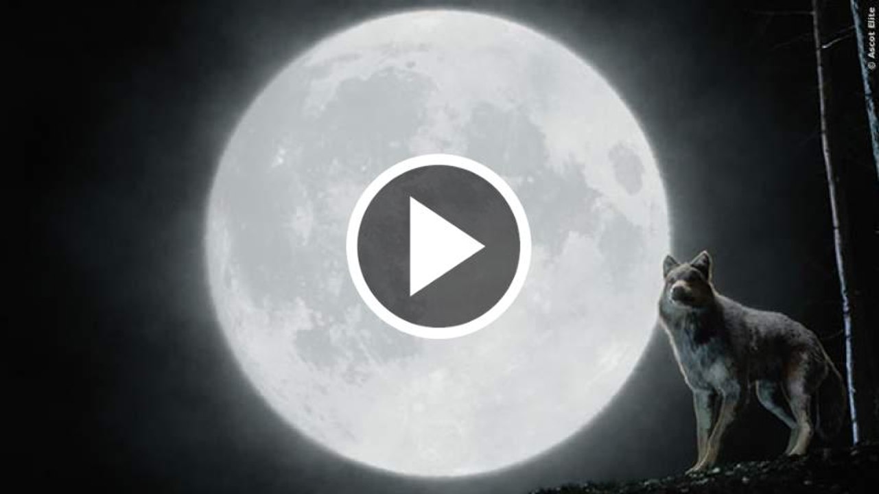 Wolfblood Staffel 3 Trailer German Deutsch (2015)