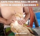 Vous allez tomber amoureux de ces chats en 3 secondes - Compilation adorable