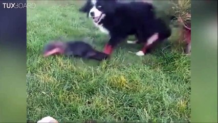 La loutre et le chien : love story magique