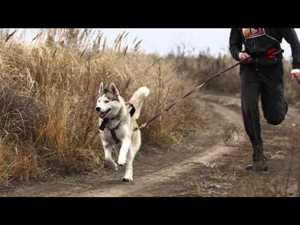 Canicross, la disciplina deportiva que puedes practicar con tu mascota