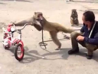 Funny Monkey Videos - Monkey Kicks a Man For Cigarette