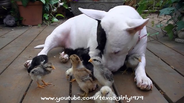 Чужих детей не бывает