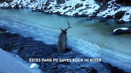 Emouvant : un renne coincé dans un lac gelé sauvé par deux policiers