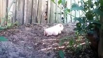 Lorsque ce cochon est excité, il fait des choses drôlement adorables