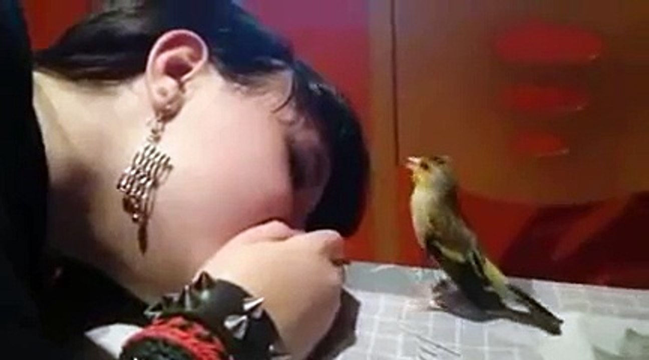 THE EMOTIONAL BIRD