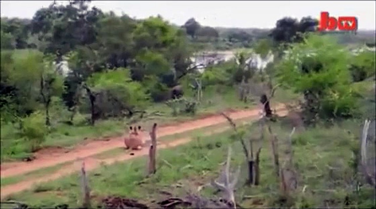 tiger hunt cow