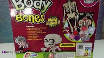 Body and Bones   Mold a Skull! Dough Science Kit DIY Toy Review by HobbyKidsTV