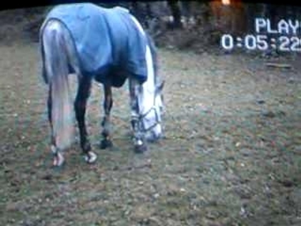 Java galop