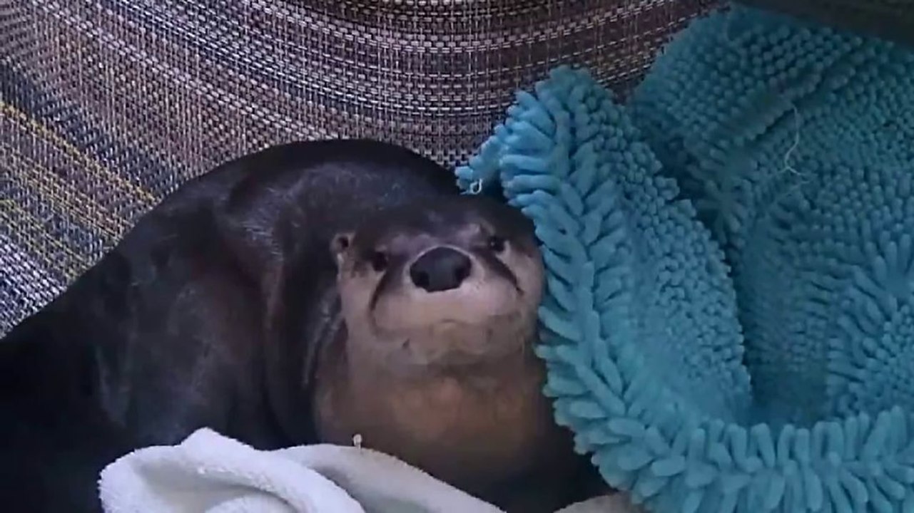 Réveiller une loutre