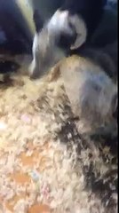 Dogs Vs. feather filled pillow