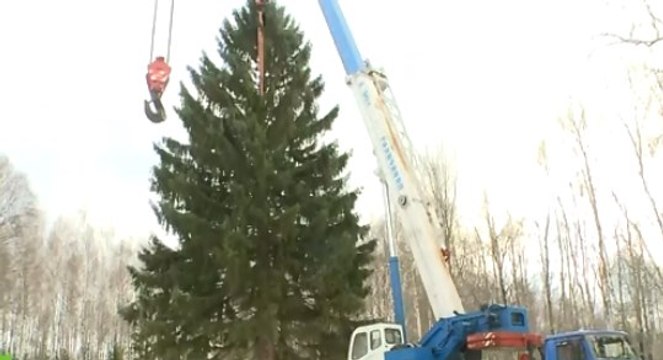 Главную новогоднюю елку страны срубили в Подмосковье