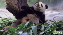 Youtube Funny Animal Videos - Funny Talking Animals by Earth Ranger - Funny Videos of Anim