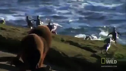 Sư Tử biển vs Bạch Tuộc