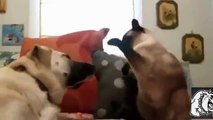 Кошки против Собаки Кто Кого Видео Приколы с Животны