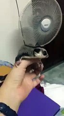 Un phalanger volant devant un ventilateur