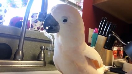 TOP VIRAL VIDEOS OF WEEK #50 2015