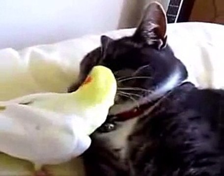 New 2016 Коты и попугаи дружат - смешное видео