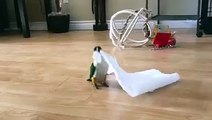 He Seems Perfectly Happy Playing With Paper Towels -  So cute Parrot EVER !