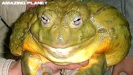 5 of the world's most ENDANGERED ANIMALS you really should know about!