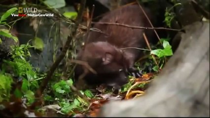 Wild Alaska - National Geographic Documentary HD