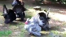 Funny Turkeys Gobbling Compilation 2015