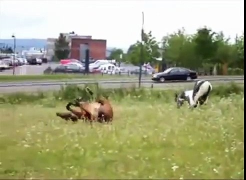 Прикол! Конь в пальто Оборжаться! Самое смешное в конце ролика