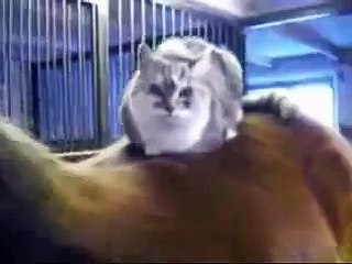 Прикол!) Лошадка и кошак!)))