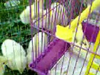 New 2016 Попугай и цыплята хотят дружить