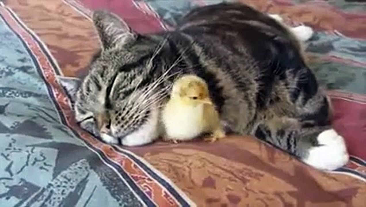 New 2016 Невероятная дружба животных!